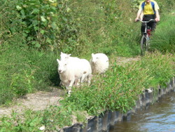 Bikes on your canal boat holidays.