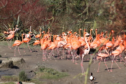 flamingos at Slimbridge wildlife trust