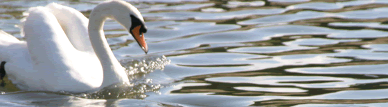 Telephone us FREE on 0800-3898004 for any questions you might have regarding your canal boat holiday.