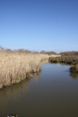 Wetland at Slimbridge