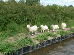 Sheep, not what you expect on the towpath!